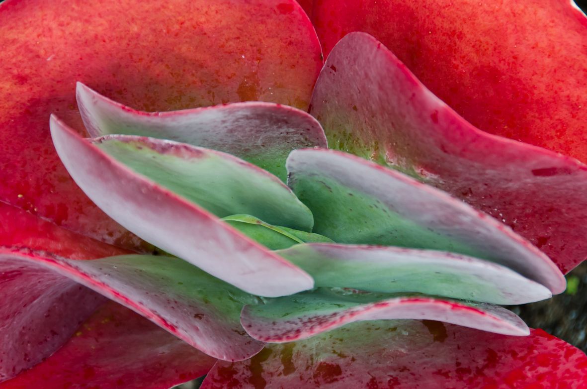 Nærbilde av røde og litt grønne kronblader til en blomst