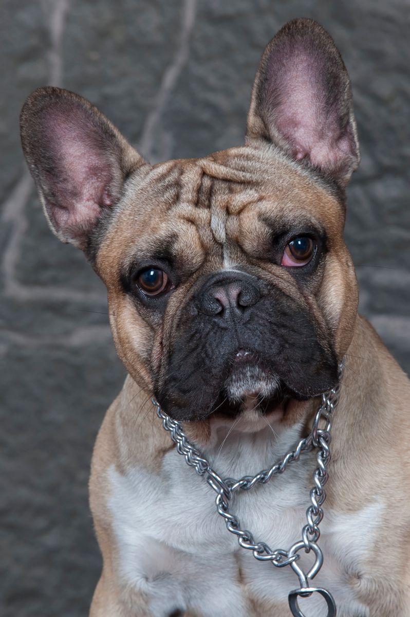 Portrett av familiens beste venn, dyreportrett av en fransk bulldog