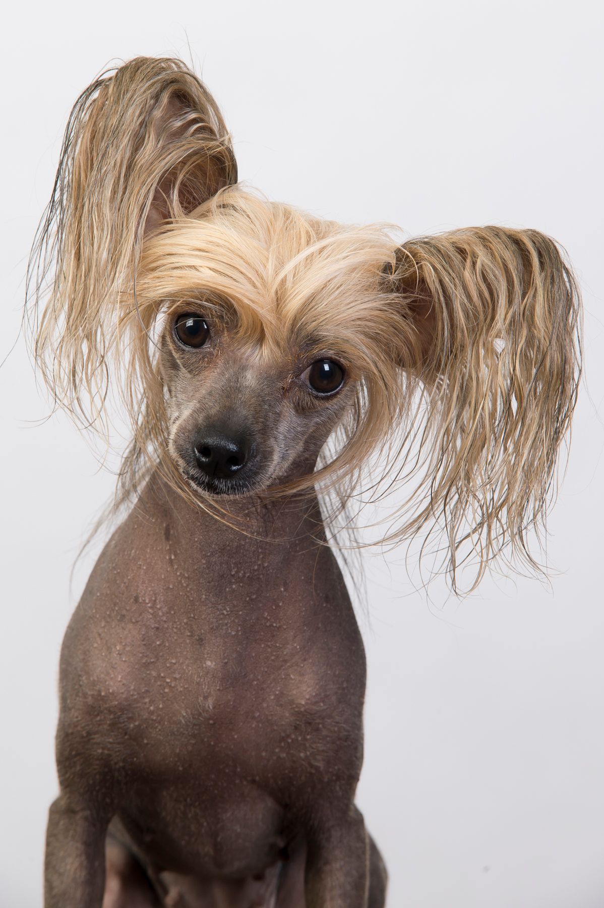 Portrett av familiens beste venn, dyreportrett av en kinesisk nakenhund - chinese crested